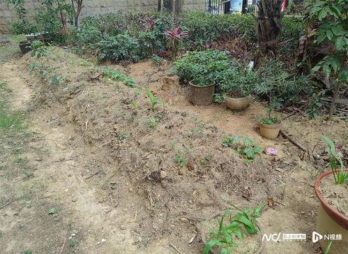 玉圭园最新爆料,揭秘神秘古墓宝藏与千年传奇 第2张 玉圭园最新爆料,揭秘神秘古墓宝藏与千年传奇 第2张